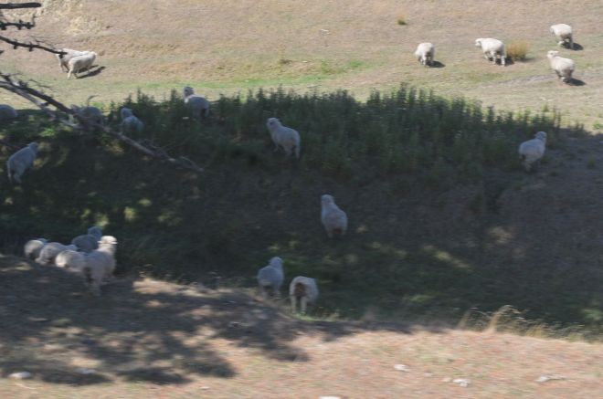 Sheep grazing on the farm lands 